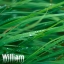 WilliamTM